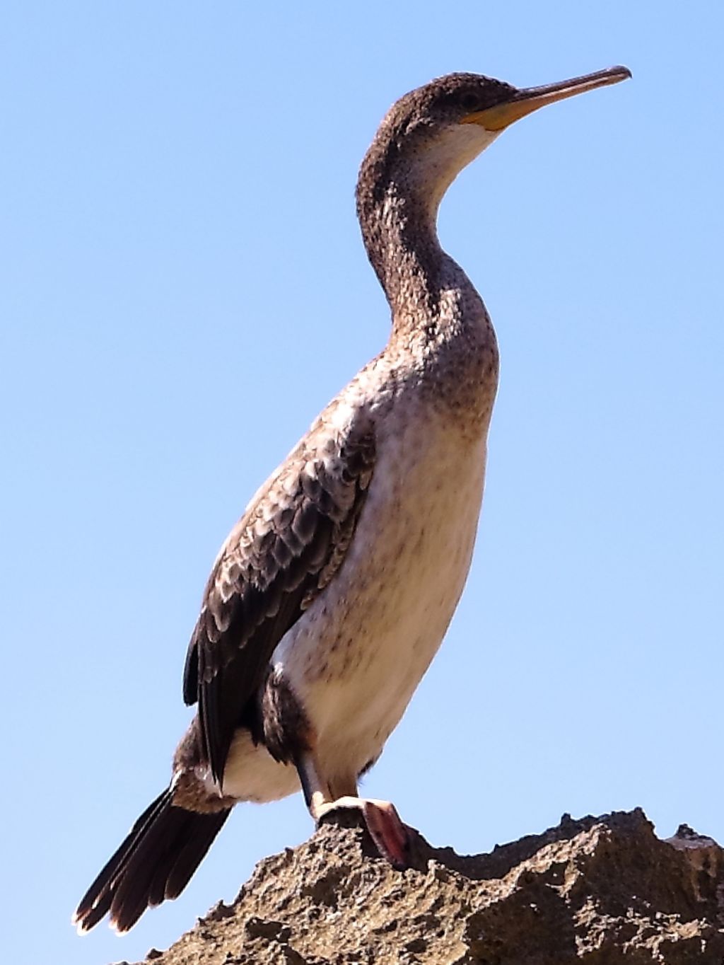 Da Formentera: Phalacrocorax aristotelis desmarestii?  S !